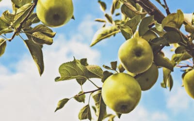 Low hanging fruits som företagen missar